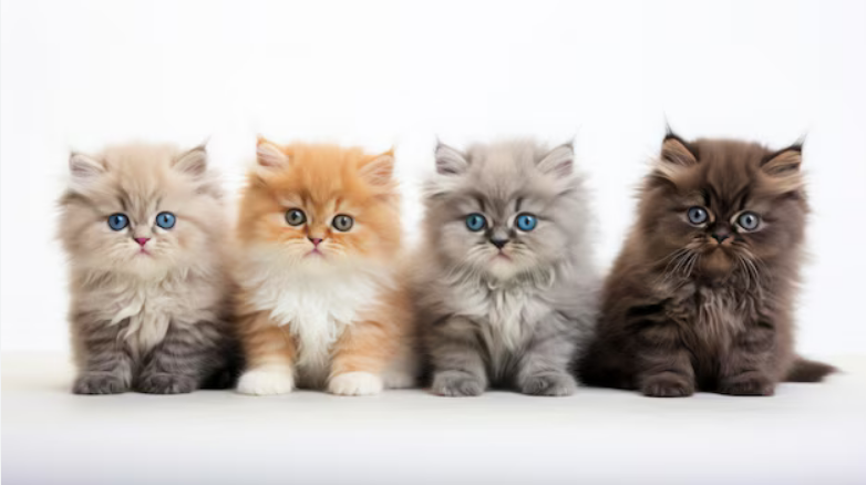 Persian Kittens for sale1