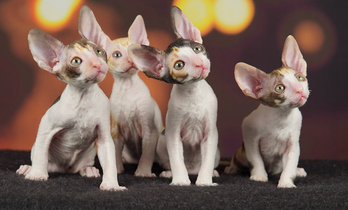 cornish rex Kittens for sale